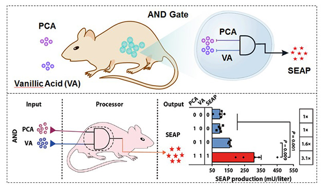 图2：在小鼠中，原儿茶酸（PCA）和香草酸（VA）调控的逻辑“与”门。