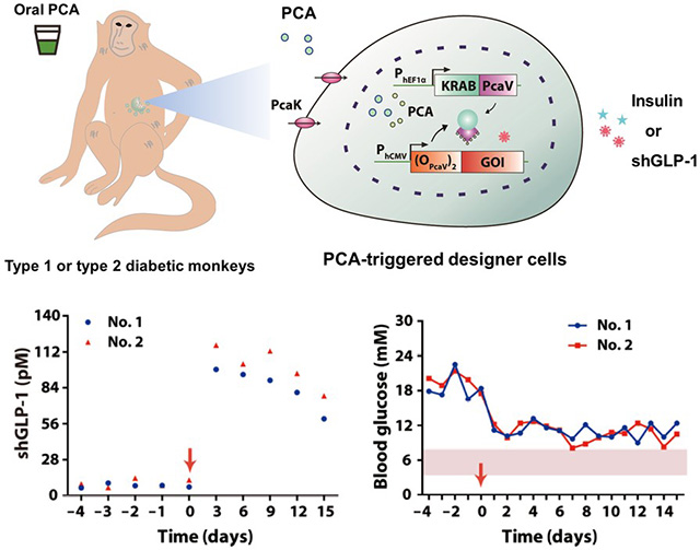 图4：PCA控制开关调控胰岛素或GLP-1表达治疗1型和2型糖尿病猴。