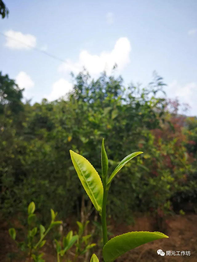 贡茶园困鹿山的古茶树芽叶