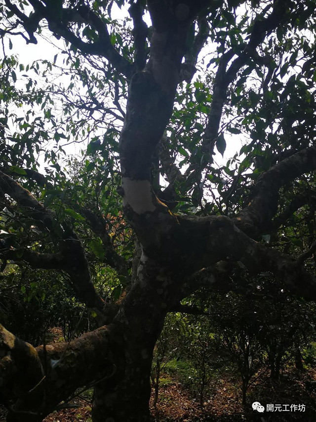 贡茶园困鹿山的古茶树