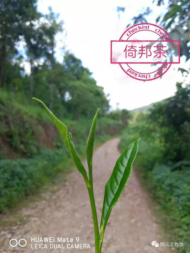 倚邦茶树鲜叶