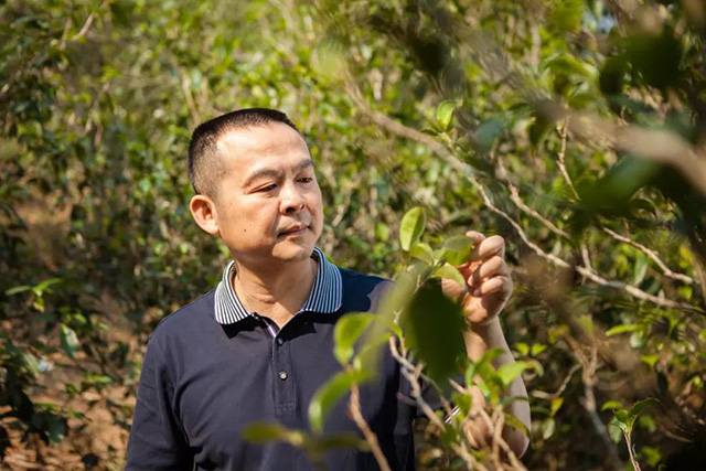 岁月知味普洱茶品牌茶企创始人郑少烘