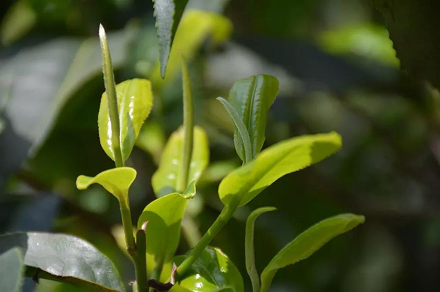 易武同庆河小树茶2019年春茶芽叶