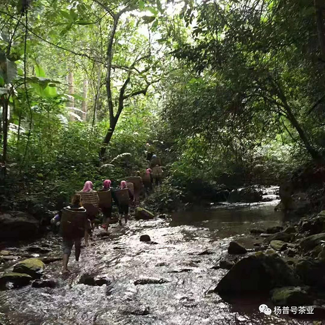 前往易武同庆河茶园的途中