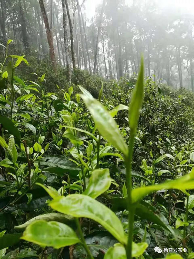 易武同庆河小树茶2019年春茶芽叶