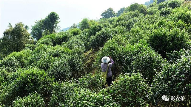 云南岩茶