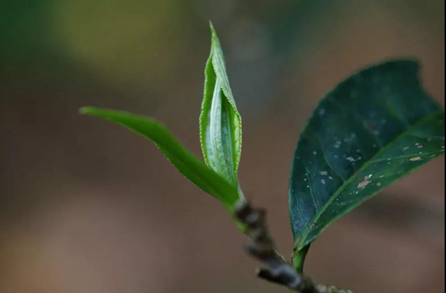 茶叶芽叶