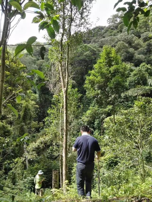 郑少烘在茶山