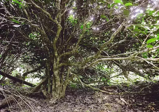 易武茶普洱茶产地