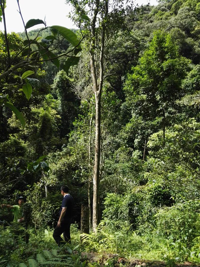 图中高杆古树株高23.5米，基围1.44米