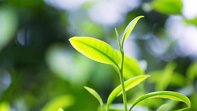 茶树芽叶