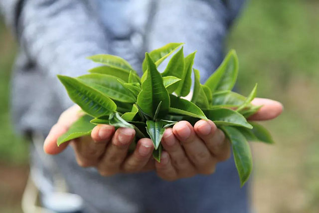 茶树鲜叶