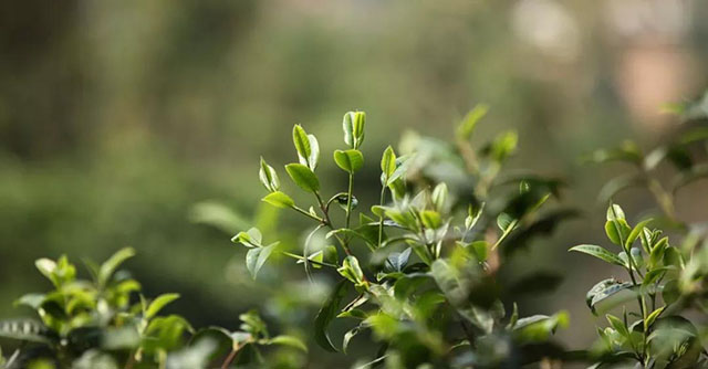 易武茶鲜叶