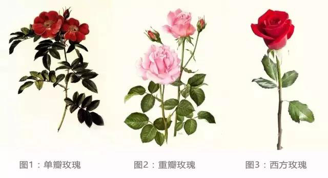 玫瑰花品种