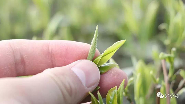 茶树芽叶