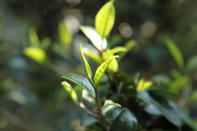 茶树芽叶