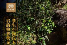 彩农茶岩红熟饼：茶生石间自不凡，岩韵熟茶世无双