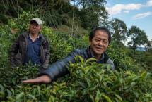 黄进传：云南乌龙茶的深山“布道者”「茶届白马非马专栏」