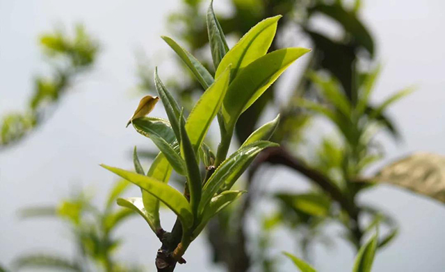 茶树芽叶