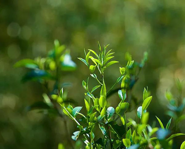 景迈山茶