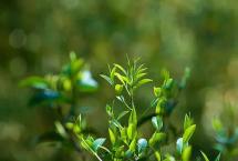 茶有魂，方有济世之精神：自制茶魂台白茶「一如茶香专栏」