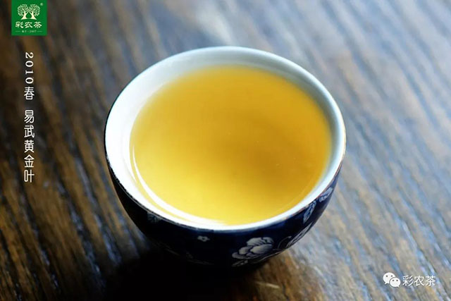 彩农茶2010春易武黄金叶普洱生茶茶汤