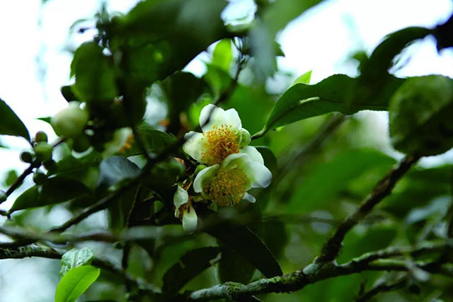 茶树茶花