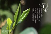 岁月知味易武早春普洱茶：品尽余香味自真