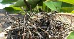 蛮砖瓦竜古树茶怎么样，品质特点如何？「艾米丽小姐姐的茶山行」 