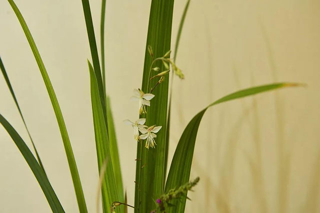 叶羽晴川谈美