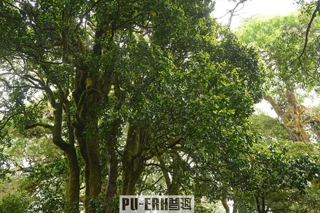 茶树