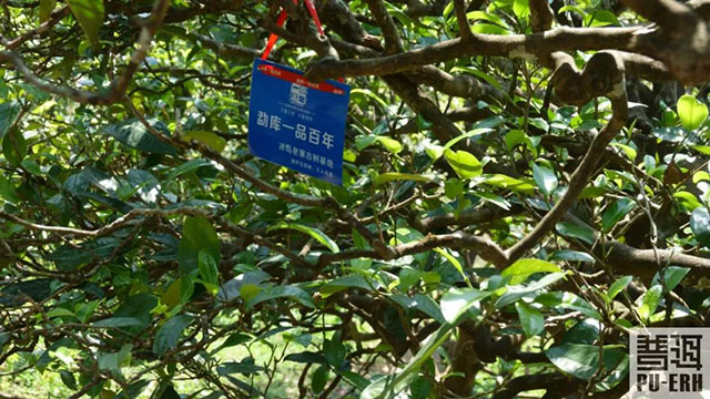 普洱茶古茶树