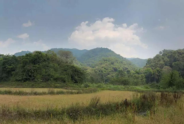 冷水河茶山