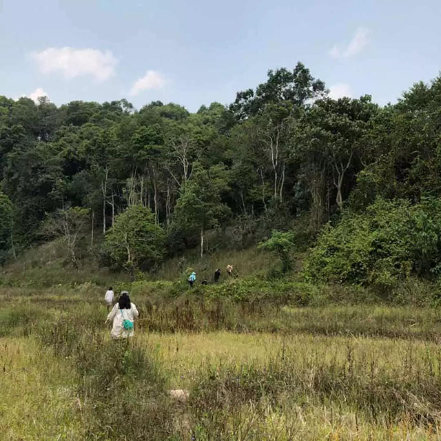 冷水河茶山