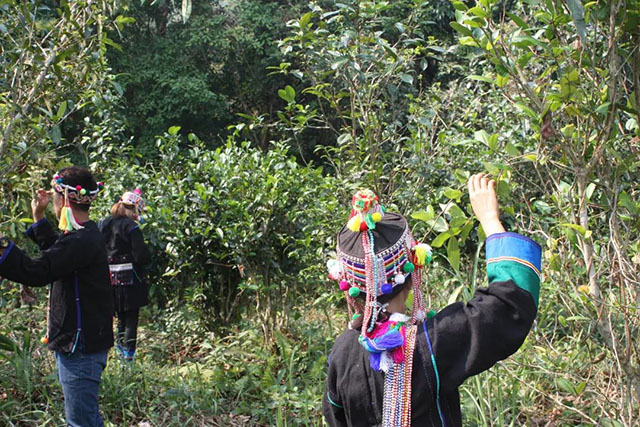 茶山秘境旧龙新寨