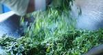 浅谈古法制茶：青山绿水话易武