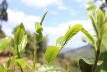 普洱杂志：分享一些鉴别冰岛普洱茶的方法！