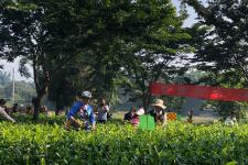 普洱茶因何得名？「老包说茶」
