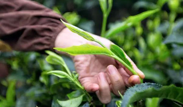 普洱茶鲜叶