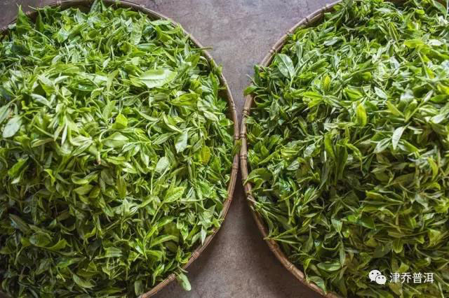 津乔普洱茶