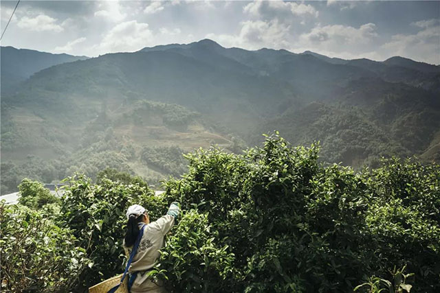 忙麓山昔归茶叶