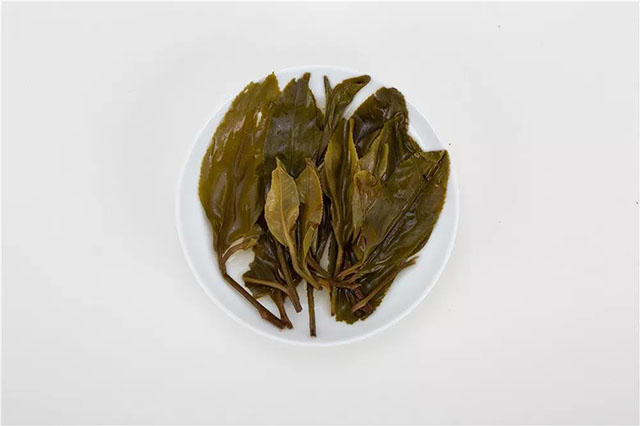 津乔普洱茶昔归忙麓普洱茶生茶叶底