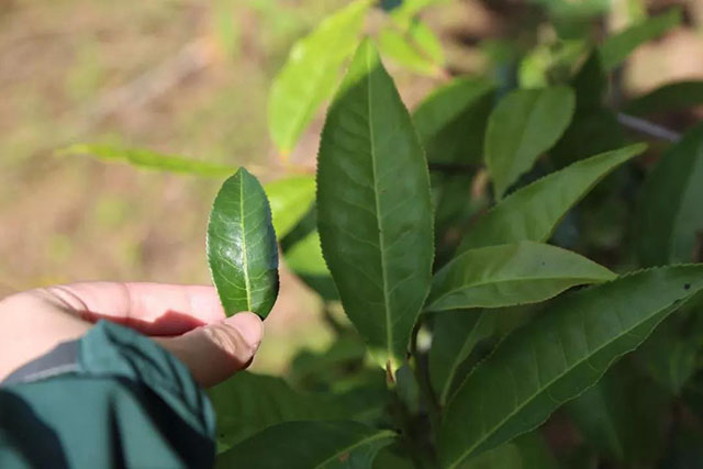 曼迈兑茶