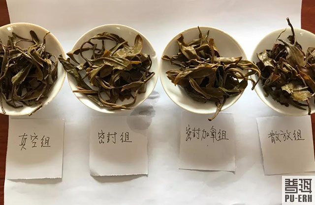 普洱茶叶底对比