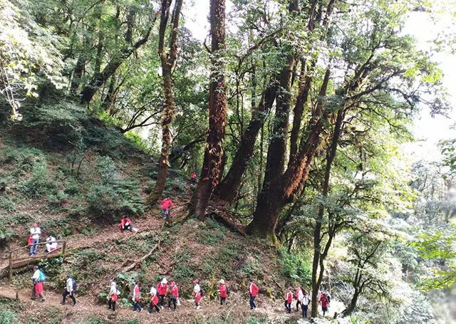 徒步探秘勐库大雪山野生古茶林