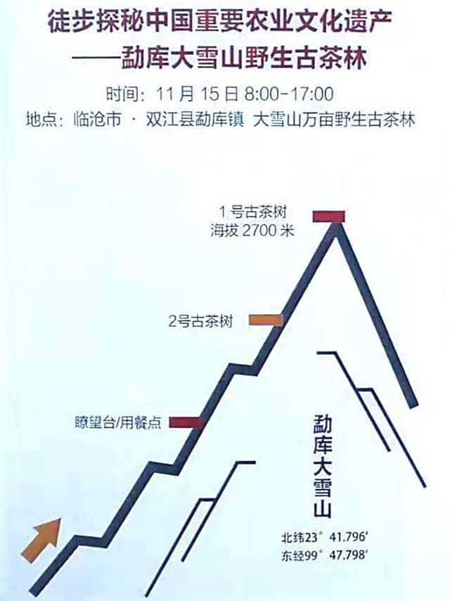 徒步探秘勐库大雪山野生古茶林