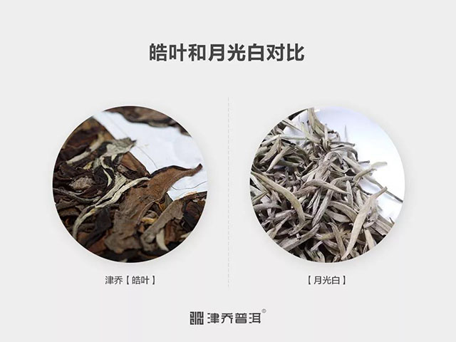 津乔白茶皓月和月光白对比