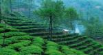 普洱杂志：茶园与家园