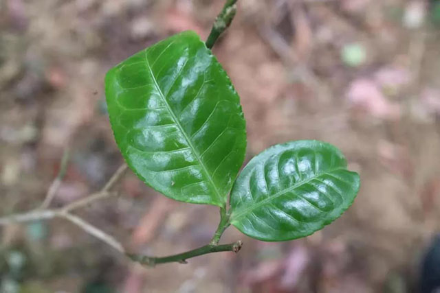 茶树芽叶