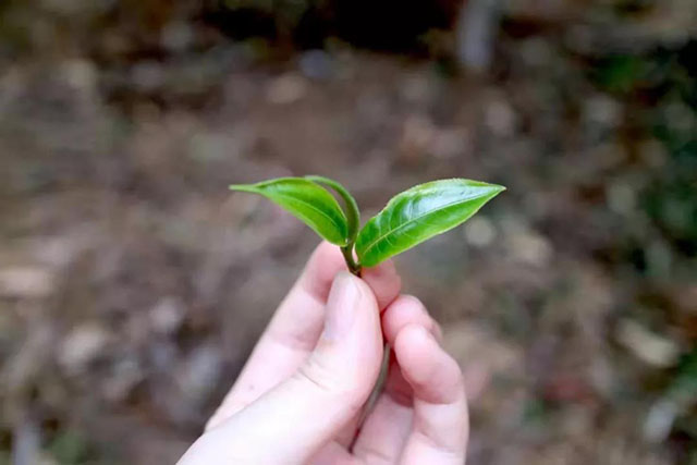 茶树芽叶